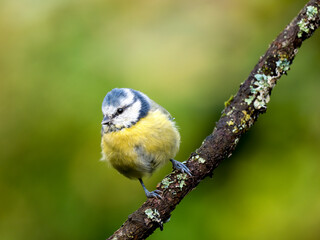 Blaumeise (Cyanistes caeruleu)