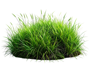 Lush green grass clump