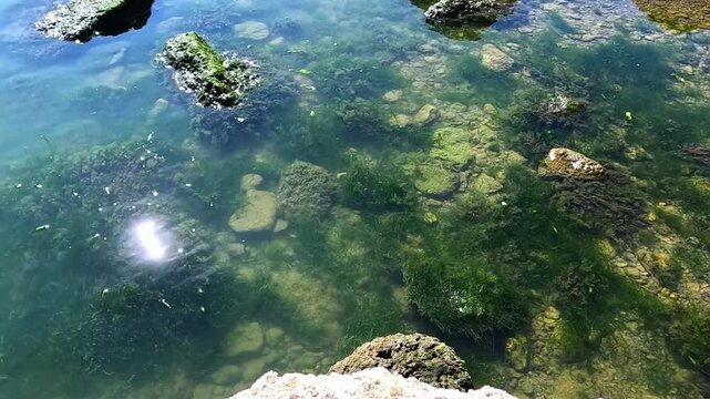 Green algae (Enteromorpha intestinalis) grows on rocks near the shore of the eutrophic Khadzhibey Estuary