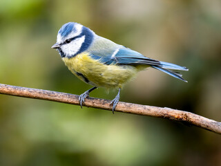 Blaumeise (Cyanistes caeruleu)