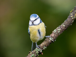 Blaumeise (Cyanistes caeruleu)