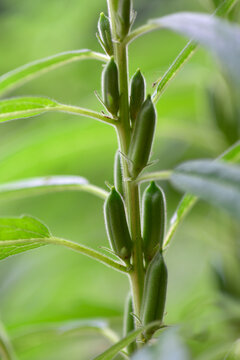 Sesame, black Sesame plant,sesame fruit, simsim, benne or gingelly, Sesamum indicum