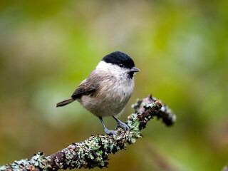 Obraz premium Sumpfmeise (Poecile palustris)