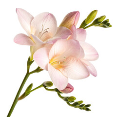 Fototapeta premium Freesia flower element isolated on transparent background 