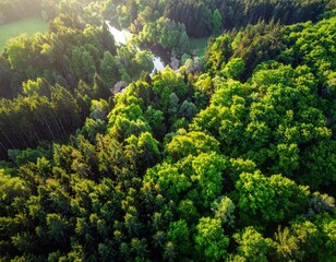 Aerial View of Lush Green Forest with Winding River