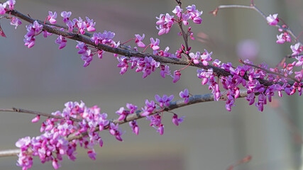 Red Bud Tree