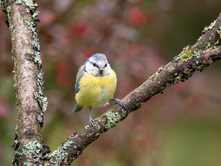Blaumeise (Cyanistes caeruleu)