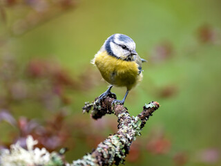 Blaumeise (Cyanistes caeruleu)