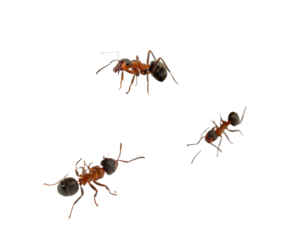Three ants, various angles, against black background