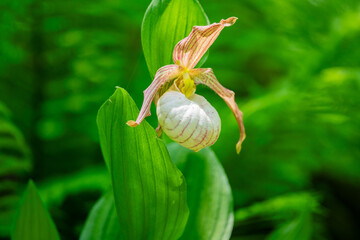 White Lady&rsquo;s Slipper Orchid in Green Forest Korea