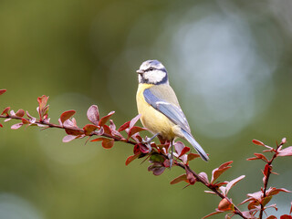 Blaumeise (Cyanistes caeruleu)