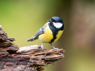 Kohlmeise (Parus major)