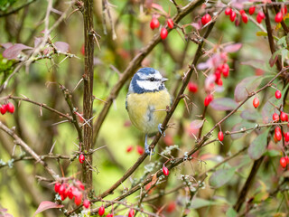 Blaumeise (Cyanistes caeruleu)