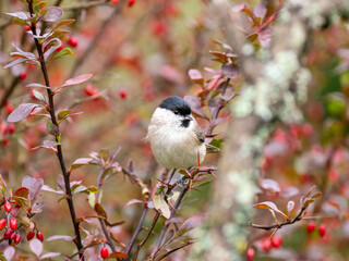 Sumpfmeise (Poecile palustris)