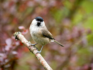 Sumpfmeise (Poecile palustris)