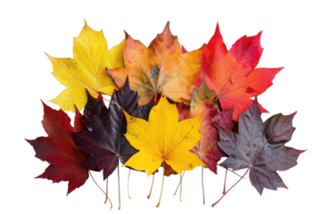 A captivating arrangement of maple leaves in vibrant fall colors against a striking black backdrop, showcasing the beauty and transition of autumn.