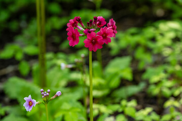 Red Primula Wildflower Blooming in Spring Nature