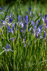 Cluster of Purple Wildflowers Blooming in Spring Meadow