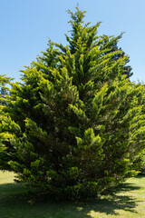 Park scene with a variety of lushArizona cypresses (Cupressus arizonica) 'Blue Ice' under clear blue sky. Paved pathway winds through well-maintained grassy area, inviting visitors for stroll.