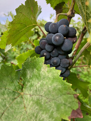 Golden Grapes Across Alsace Vineyards