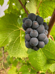 Golden Grapes Across Alsace Vineyards