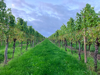 Naklejka premium Golden Grapes Across Alsace Vineyards