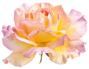 Close-up of a delicate, pastel rose with a blend of peach, yellow, and pink petals