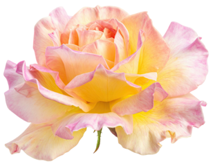 Close-up of a delicate, pastel rose with a blend of peach, yellow, and pink petals