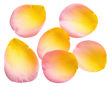 Close-up of several vibrant rose petals.  Soft pink and yellow hues