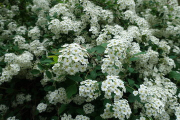 Closeup of white flowers of Van Houtte Spirea in May