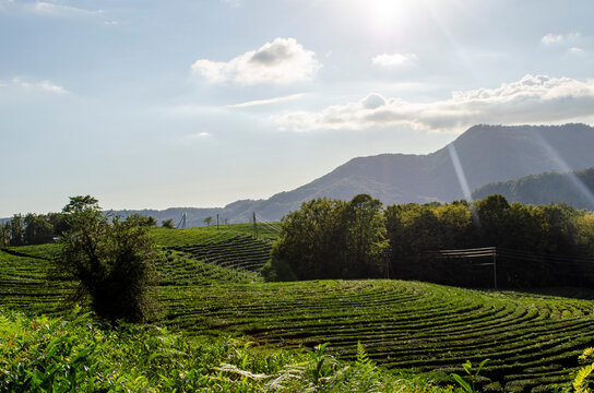 The tea plantation in Matsesta Valley Sochi Russia