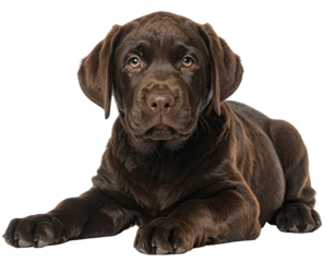 Chocolate Labrador puppy, lying down, looking directly at viewer (6)
