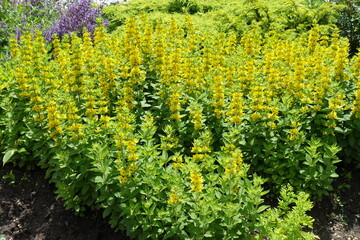 Lots of yellow flowers of dotted loosestrife in June