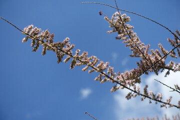 Blue sky and branch of blossoming Tamarix ramosissima in May