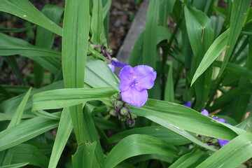 Obraz premium 1 purple flower of Tradescantia virginiana in mid June