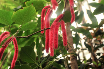 Acalypha hispida red blossom tree. Philippines medusa furry tall flowers, soft selective focus