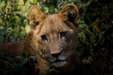 Baby Lion in the Serengeti Nationalpark, Tanzania