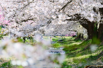 観音寺川の桜並木。猪苗代、福島、日本。4月下旬。