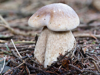 A very young Penny Bun Bolete, Boletus edulis emerging from the Pine needles and twigs of a Pine Forest in North East Scotland.