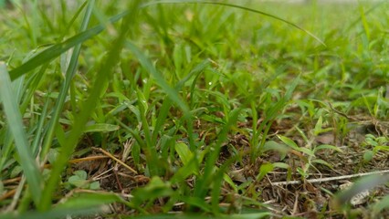 Low Angle View of Dewy Green Lawn Grass