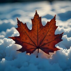 Fototapeta premium autumn maple leaf