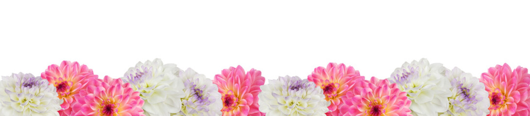 Pink and white dahlia flowers in a floral bottom border isolated on white or transparent background