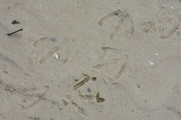 Duck and seagull footprints on sand in snowy April day