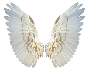 Obraz premium Pair of large, detailed white angel wings (3)