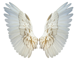 Pair of large, detailed white angel wings (3)