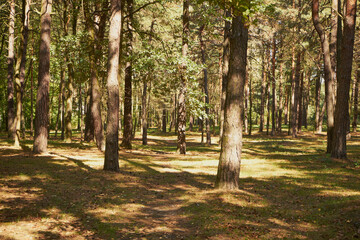 drzewa,park  © Marcin Łazarczyk