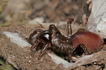 Chinese hourglass spider (Cyclocosmia ricketti). 