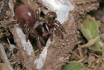 Chinese hourglass spider (Cyclocosmia ricketti). 