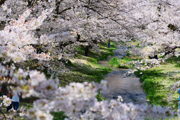 観音寺川の桜並木。猪苗代、福島、日本。4月下旬。