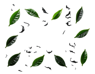 Fresh green tea leaves scattered around a black background